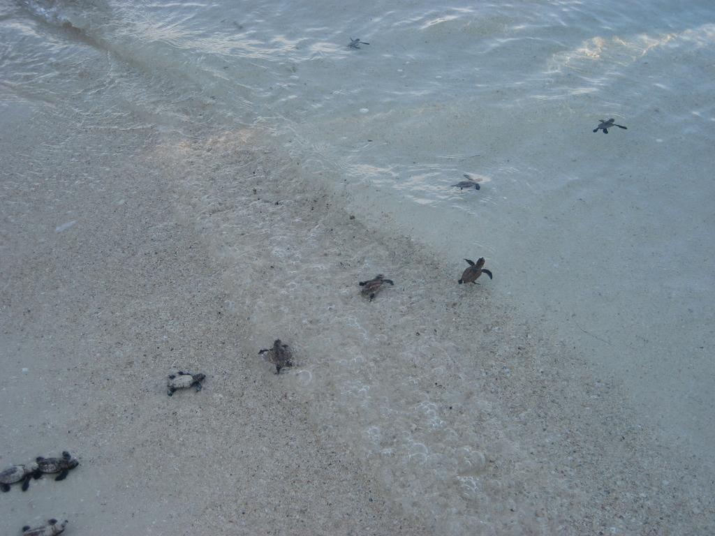 Escape Karimunjawa Hotel เซอมารัง ภายนอก รูปภาพ